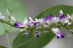 Pueraria tuberosa